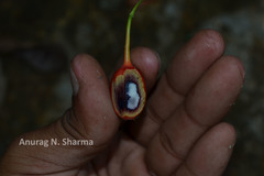 Erythropalum scandens